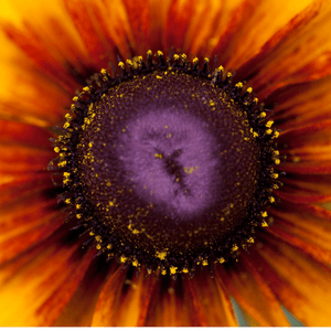 Rudbeckie pourpre - Rudbeckia Hirta - FLEURANDIE
