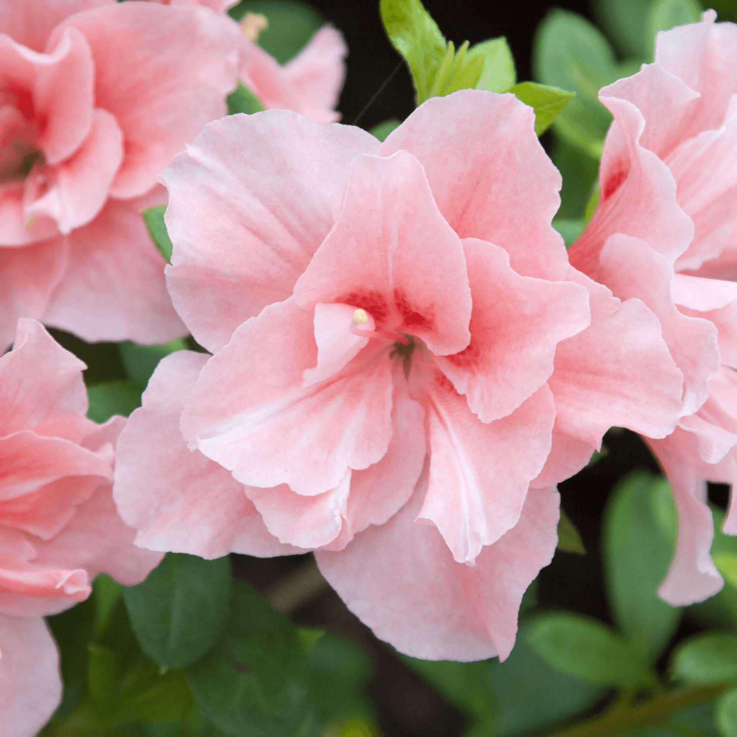 Azalée japonaise 'Nancy of Robin Hill' - Azalea japonica 'Nancy of Robin Hill' - FLEURANDIE