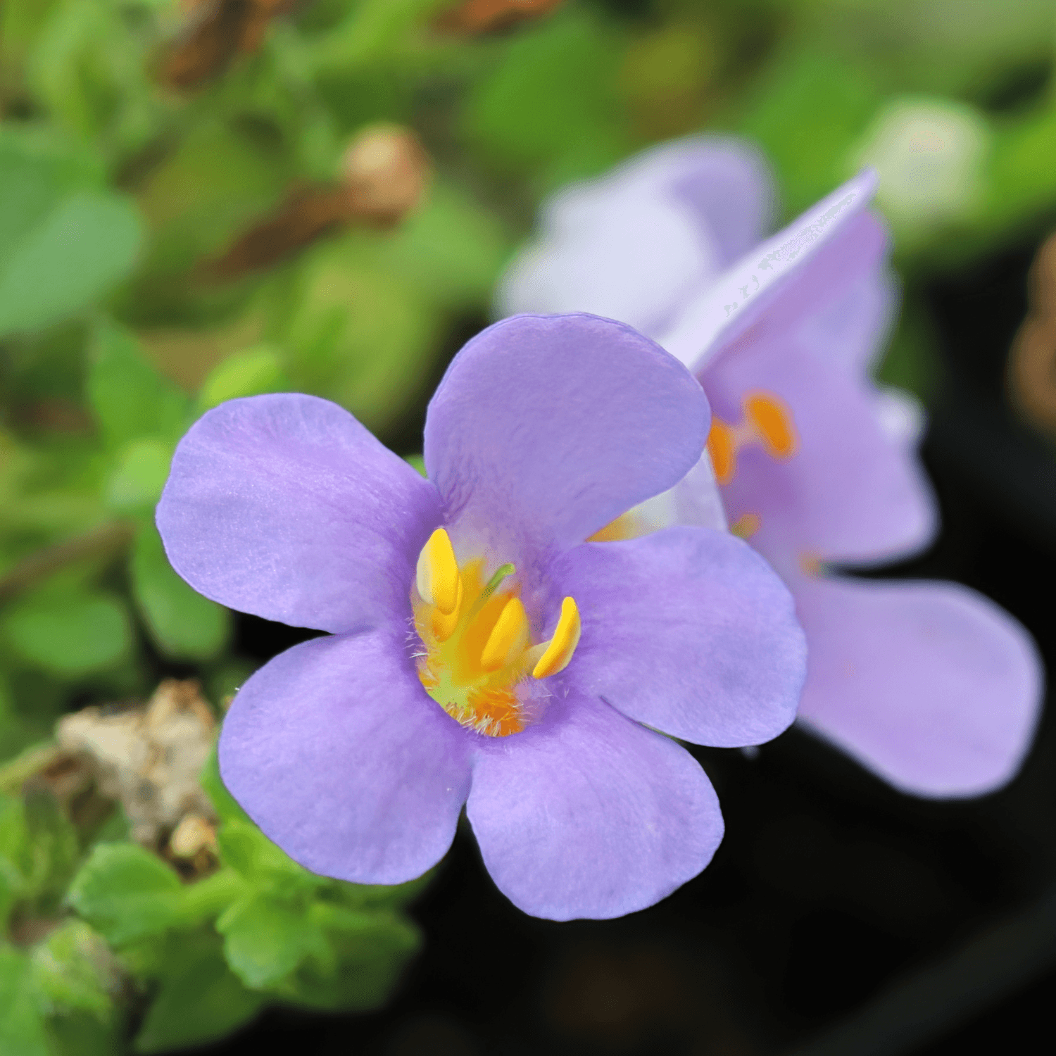 Bacopa Bleu - FLEURANDIE