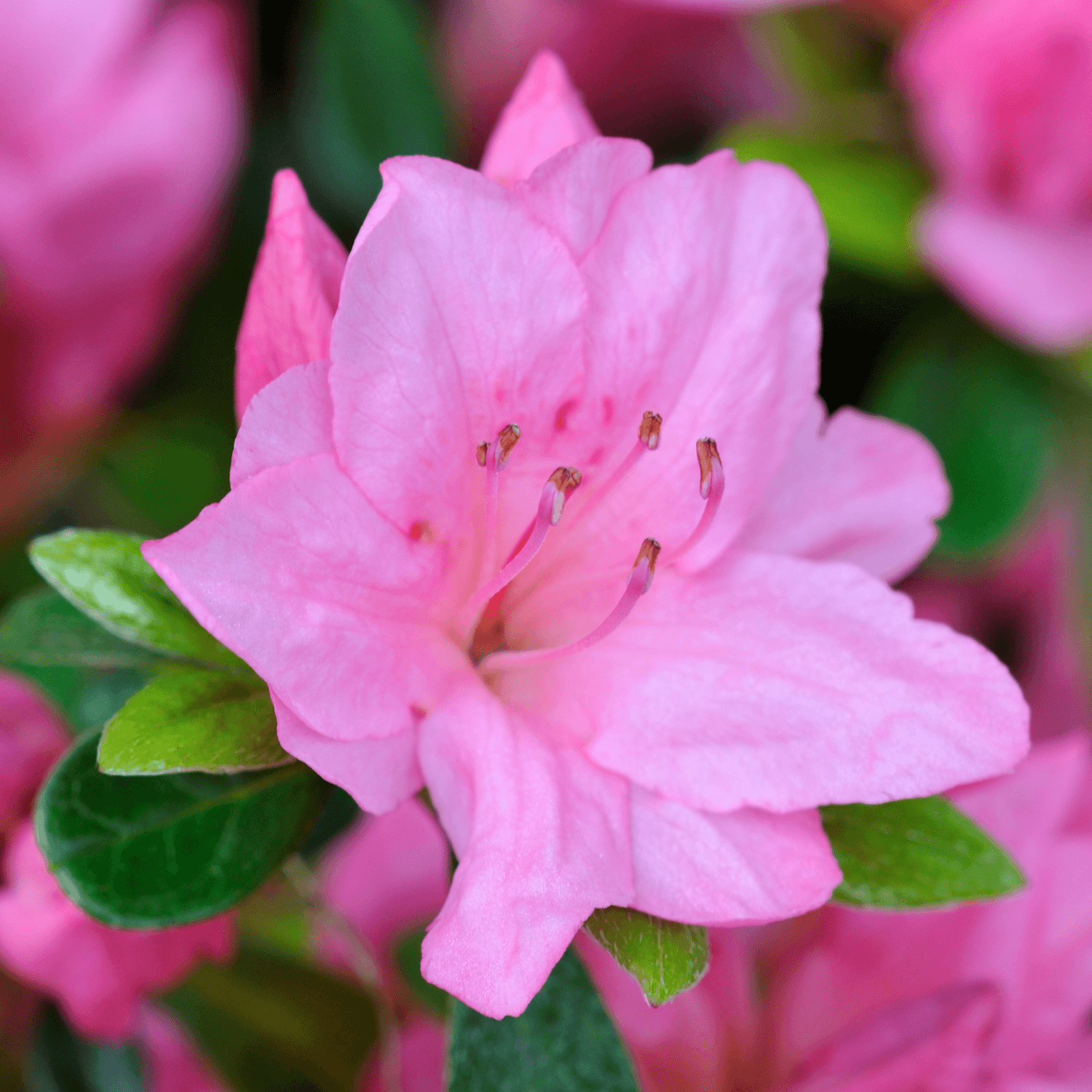 Azalée japonaise 'Sir Robert - Azalea japonica Sir Robert - FLEURANDIE