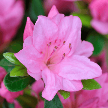 Azalée japonaise 'Sir Robert - Azalea japonica Sir Robert