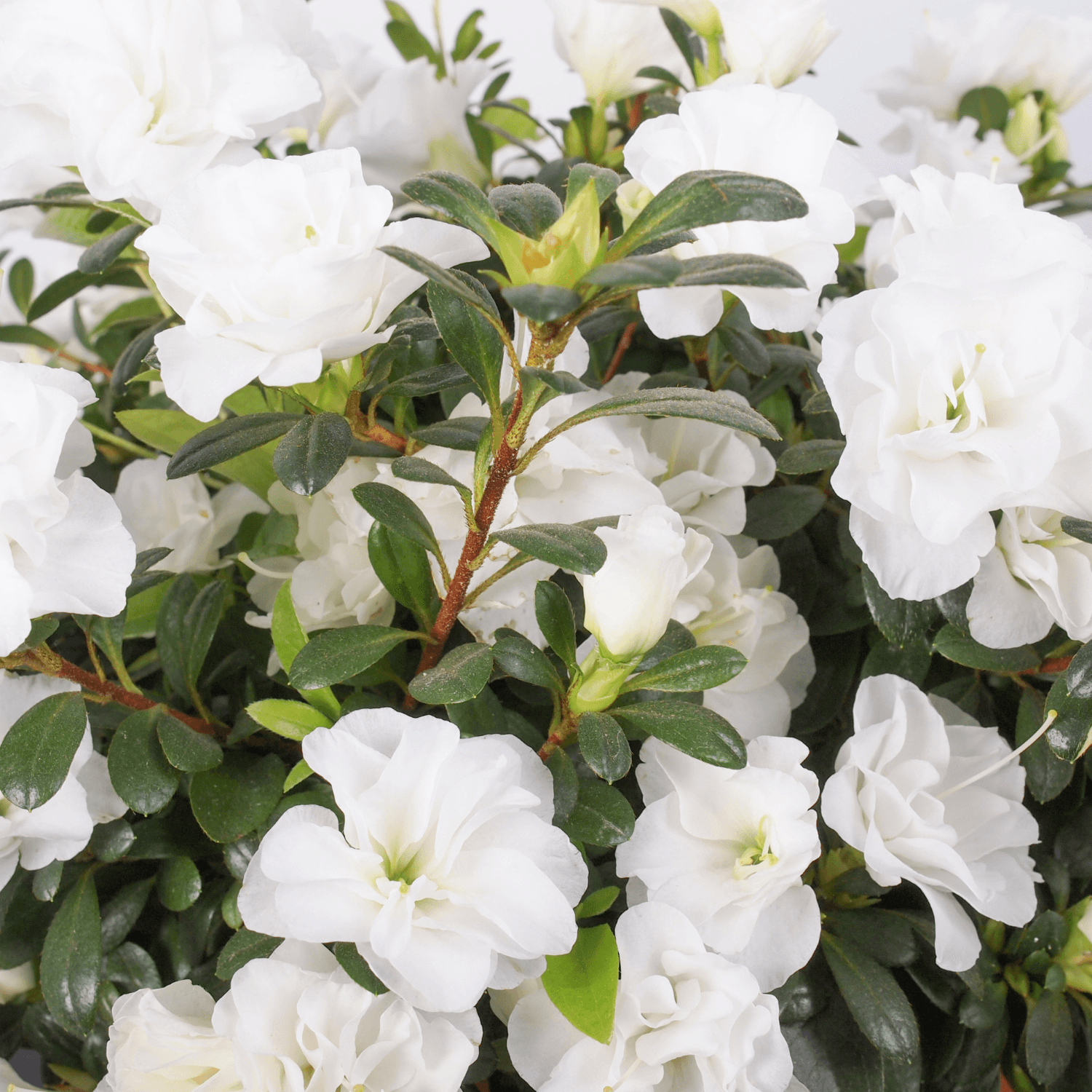 Azalée japonaise 'White rosebud' - Azalea japonica 'White Rosebud' - FLEURANDIE