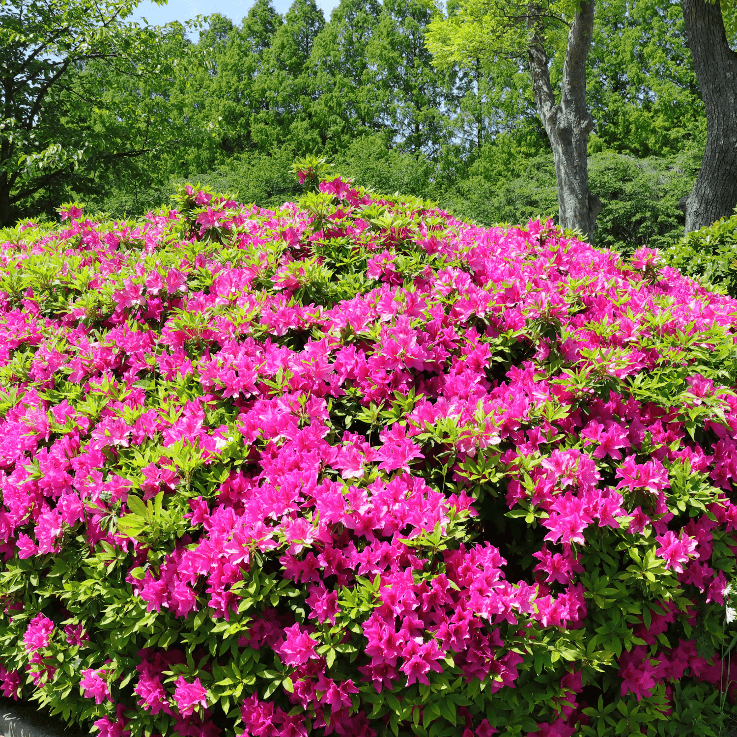 Azalée caduque knaphill 'Jolie Madame' - Azalea x Knap Hill-Exbury 'Jolie Madame' - FLEURANDIE