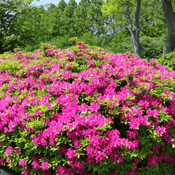 Azalée caduque knaphill 'Jolie Madame' - Azalea x Knap Hill-Exbury 'Jolie Madame'