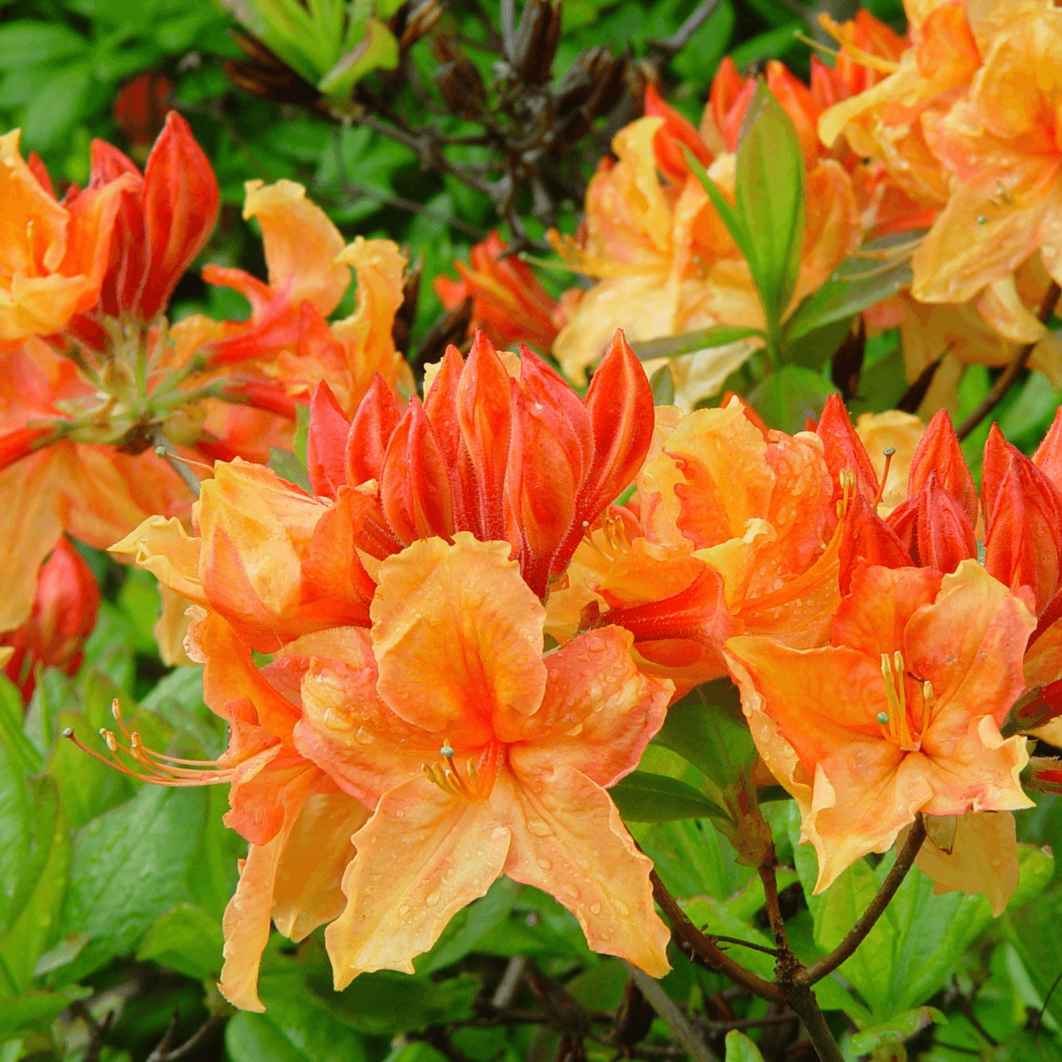 Azalée Mollis 'Gibraltar' - Azalea mollis 'Gilbratar' - FLEURANDIE