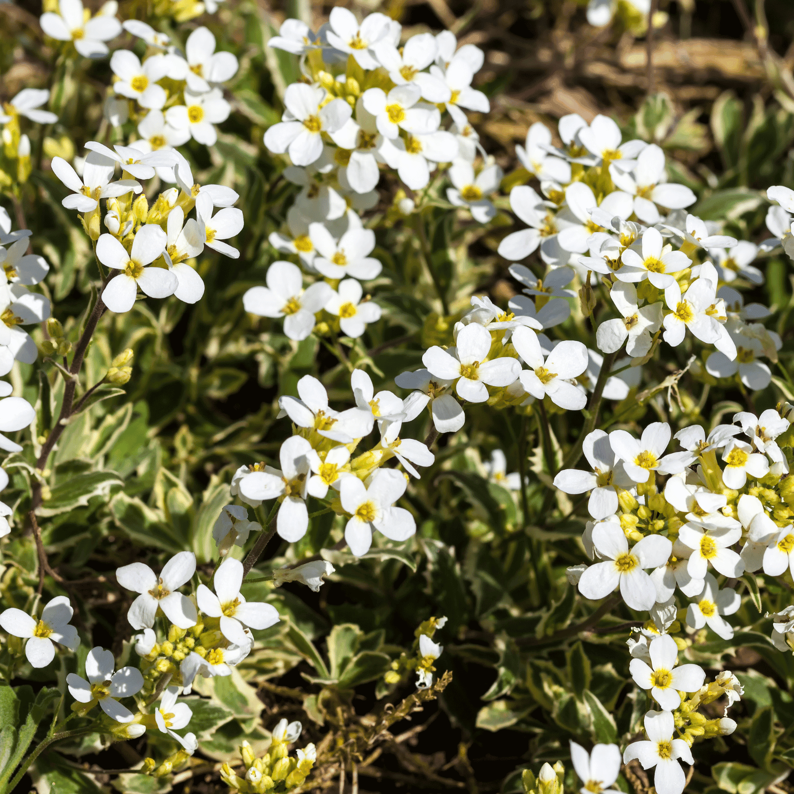 Arabette du Caucase 'Plena' - Arabis caucasica 'Plena' - FLEURANDIE