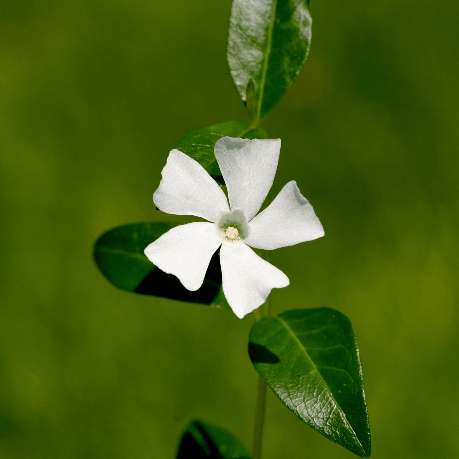 Vinca minor Alba - Petite pervenche - FLEURANDIE