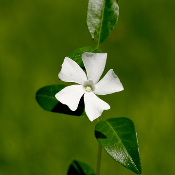 Vinca minor Alba - Petite pervenche