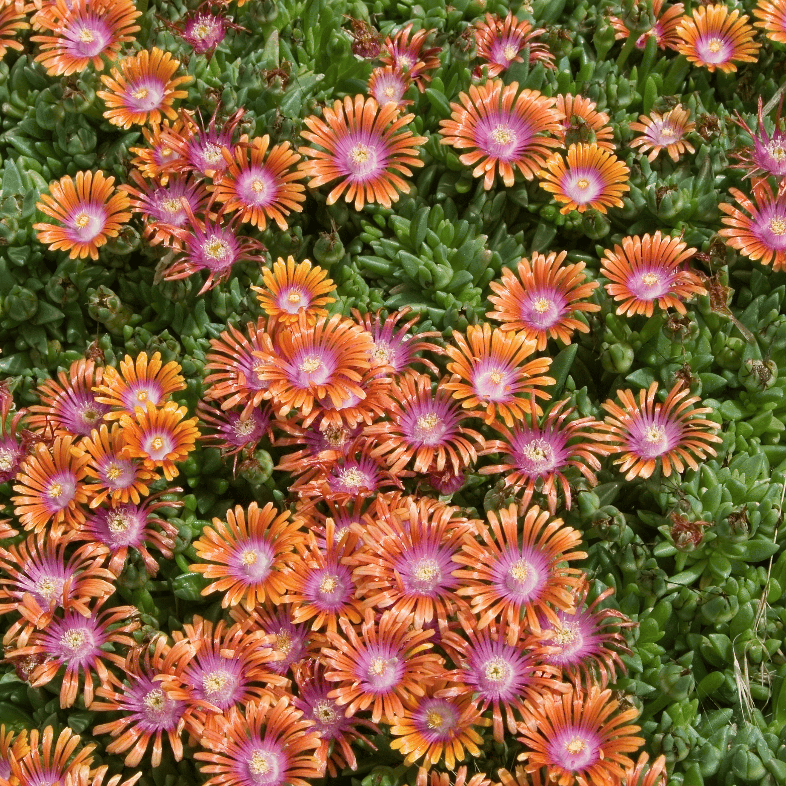 Pourpier - Delosperma 'fire spinner' - FLEURANDIE