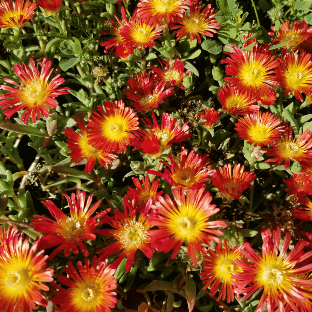 Delosperma Wheels of Wonder Orange - FLEURANDIE