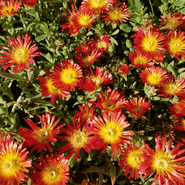 Pourpier 'Wheels of Wonder Orange' - Delosperma 'Wheels of Wonder Orange'