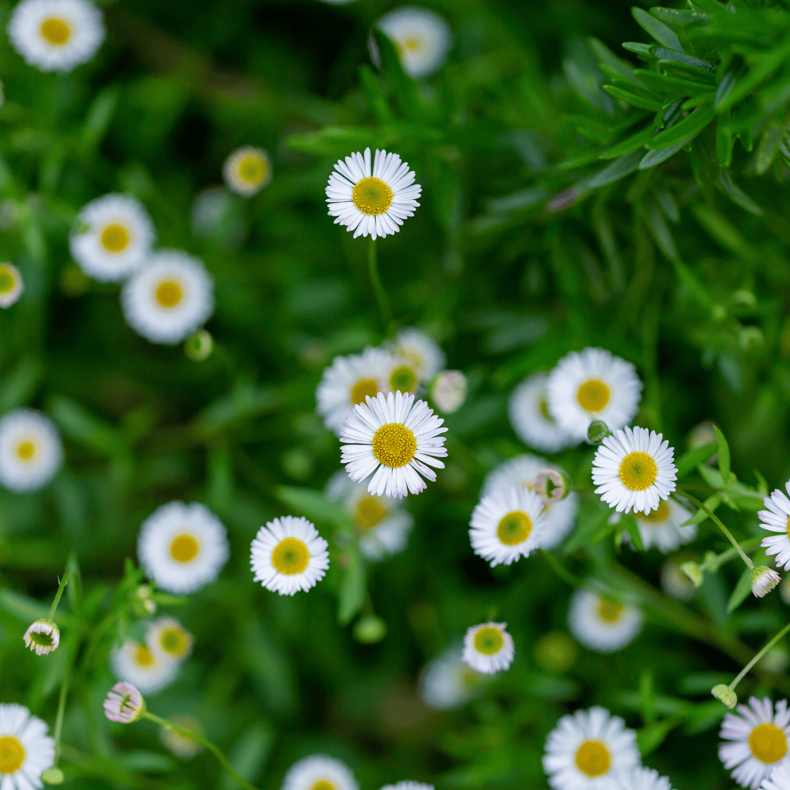 Vergerette de Karvinsky - Erigeron karvinskianus - FLEURANDIE