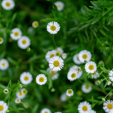 Vergerette de Karvinsky - Erigeron karvinskianus