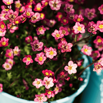 Saxifrage des alpes'Early carnival' - Saxifraga alpino 'Early carnival'