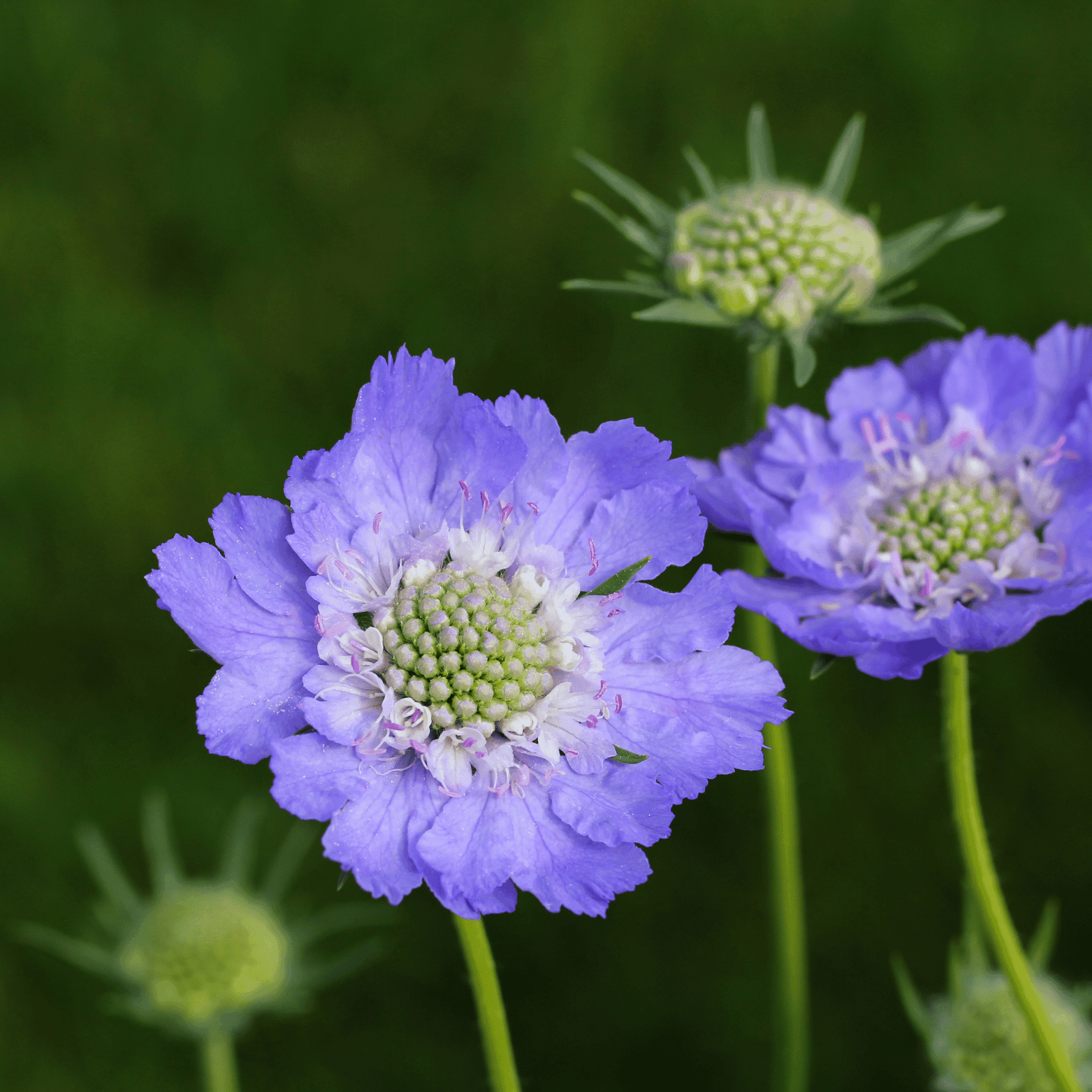 Scabieuse du Caucase 'Fama deep blue' - Scabiosa caucasica 'Fama deep blue' - FLEURANDIE