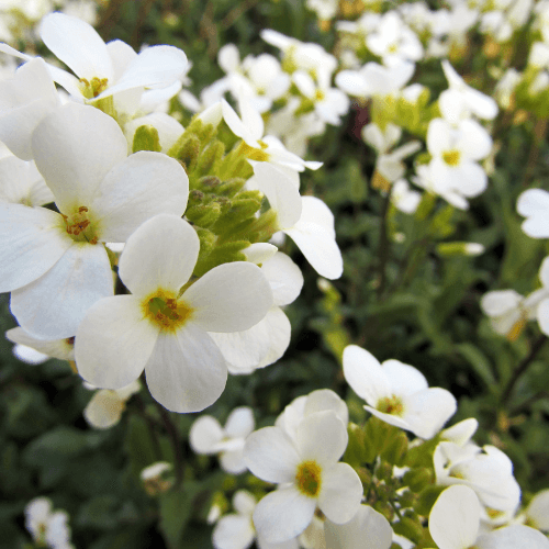 Arabette du Caucase 'Plena' - Arabis caucasica 'Plena' - FLEURANDIE