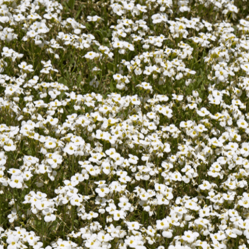 Arabette du Caucase 'Plena' - Arabis caucasica 'Plena' - FLEURANDIE