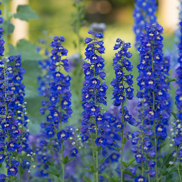 Delphinium hybride Mix