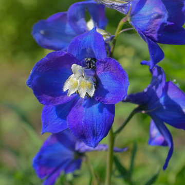 Delphinium hybride Mix