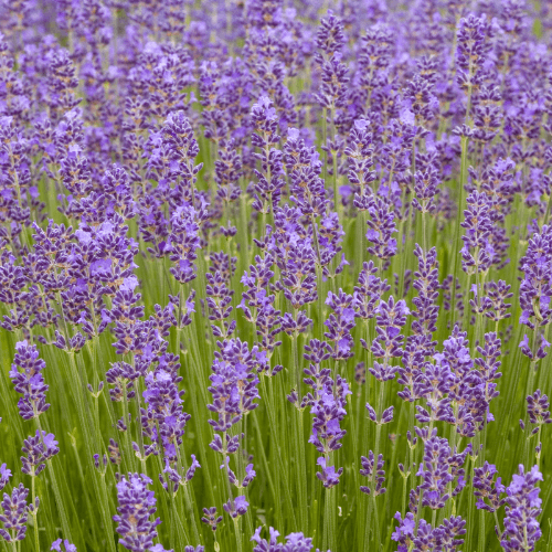 Lavande vraie 'Munstead'- Lavandula angustifolia 'Munstead' - FLEURANDIE