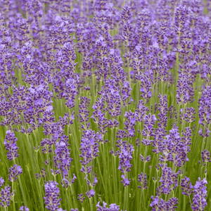 Lavande vraie 'Munstead'- Lavandula angustifolia 'Munstead' - FLEURANDIE