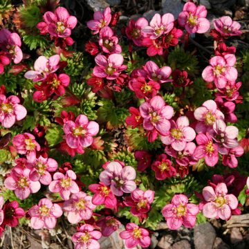 Saxifrage des alpes'Early carnival' - Saxifraga alpino 'Early carnival'