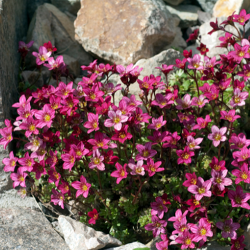 Saxifrage des alpes'Early carnival' - Saxifraga alpino 'Early carnival'