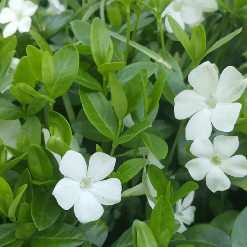 Vinca minor Alba - Petite pervenche - FLEURANDIE