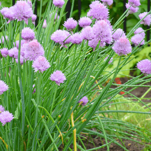 Ciboulette bio - Allium schoenoprasum bio - FLEURANDIE