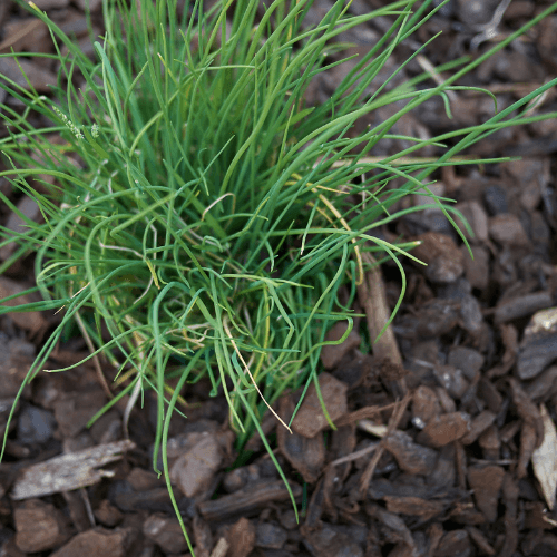 Ciboulette - Allium schoenoprasum - FLEURANDIE