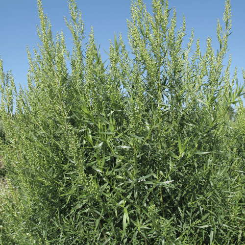 Estragon - Artemisia dracunculus - FLEURANDIE