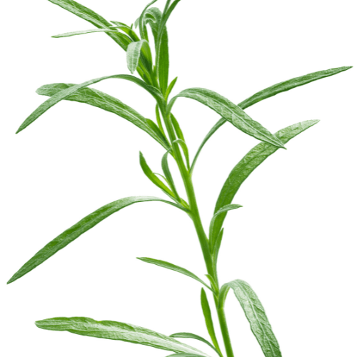 Estragon BIO - Artemisia dracunculus BIO - FLEURANDIE