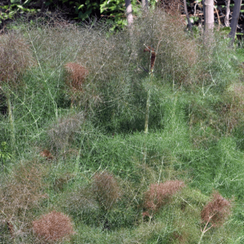 Fenouil 'Giant Bronze' - Foeniculum vulgare 'Giant Bronze' - FLEURANDIE