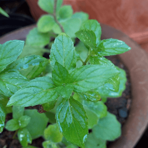 Menthe 'Goût d'Orange' - Mentha piperita f. citrata 'Goût d'Orange' - FLEURANDIE