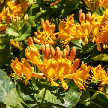 Chèvrefeuille de Tellmann - Lonicera tellmanniana