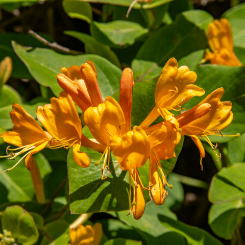 Chèvrefeuille de Tellmann - Lonicera tellmanniana - FLEURANDIE