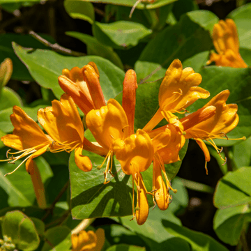 Chèvrefeuille de Tellmann - Lonicera tellmanniana