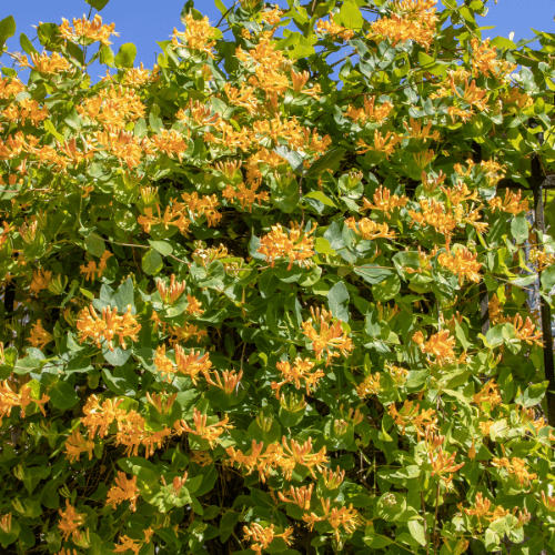 Chèvrefeuille de Tellmann - Lonicera tellmanniana - FLEURANDIE