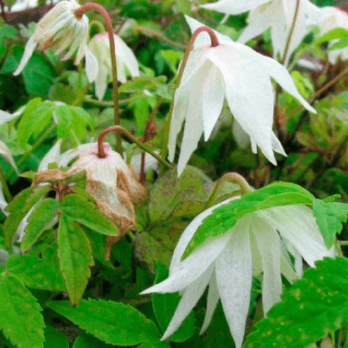 Clématite des Alpes 'Albina plena' - Clematis alpina 'Albina plena' - FLEURANDIE