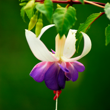 Fuchsia 'Delta Sarah' - Fuchsia 'Delta Sarah'