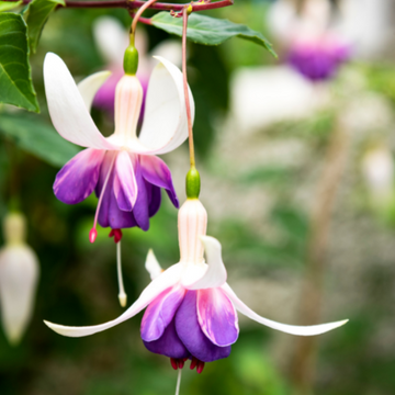 Fuchsia 'Delta Sarah' - Fuchsia 'Delta Sarah'