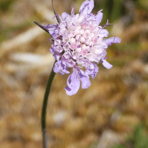 Petite scabieuse 'Pink Mist' - Scabiosa columbaria 'Pink Mist' - FLEURANDIE