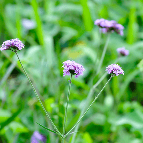 Verveine de Buenos Aires - Verbena bonariensis - FLEURANDIE