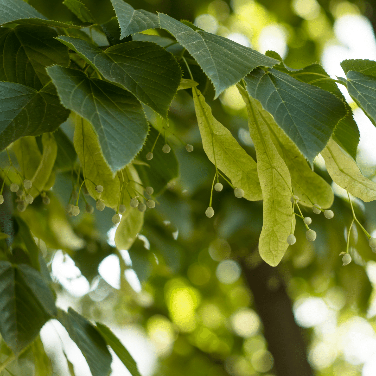 Tilleul d'Amérique - Tilia Americana