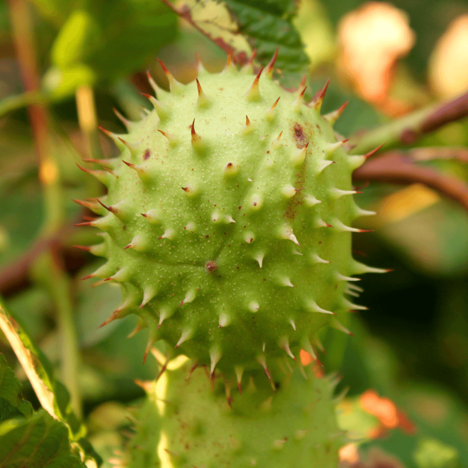 Marronnier commun - Aesculus Hippocastanum - FLEURANDIE