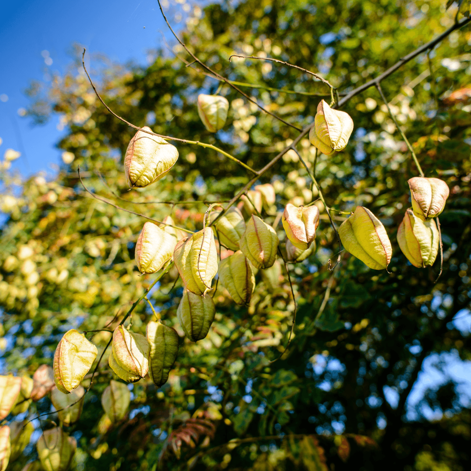 Savonnier - Koelreuteria paniculata - FLEURANDIE