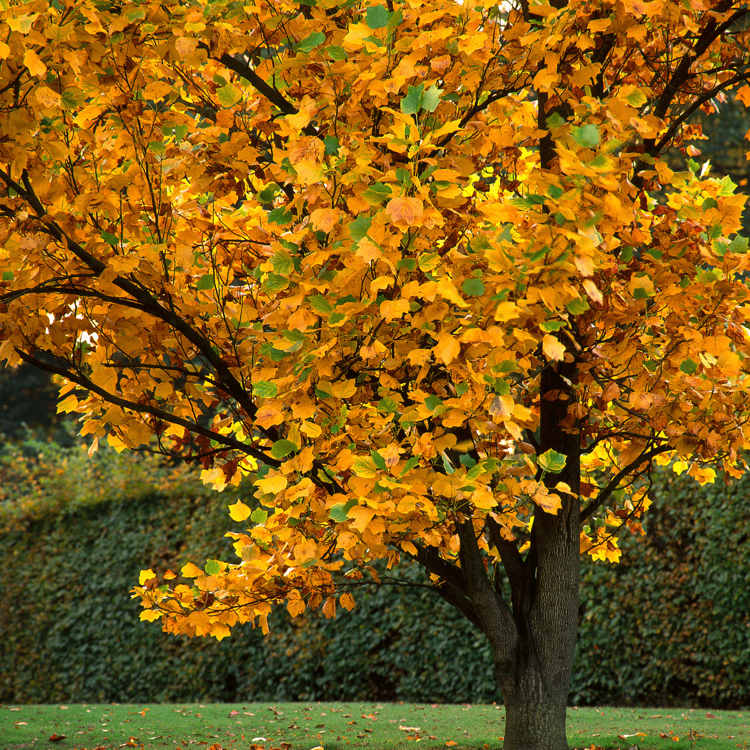 Tulipier de Virginie - Liriodendron tulipifera - FLEURANDIE