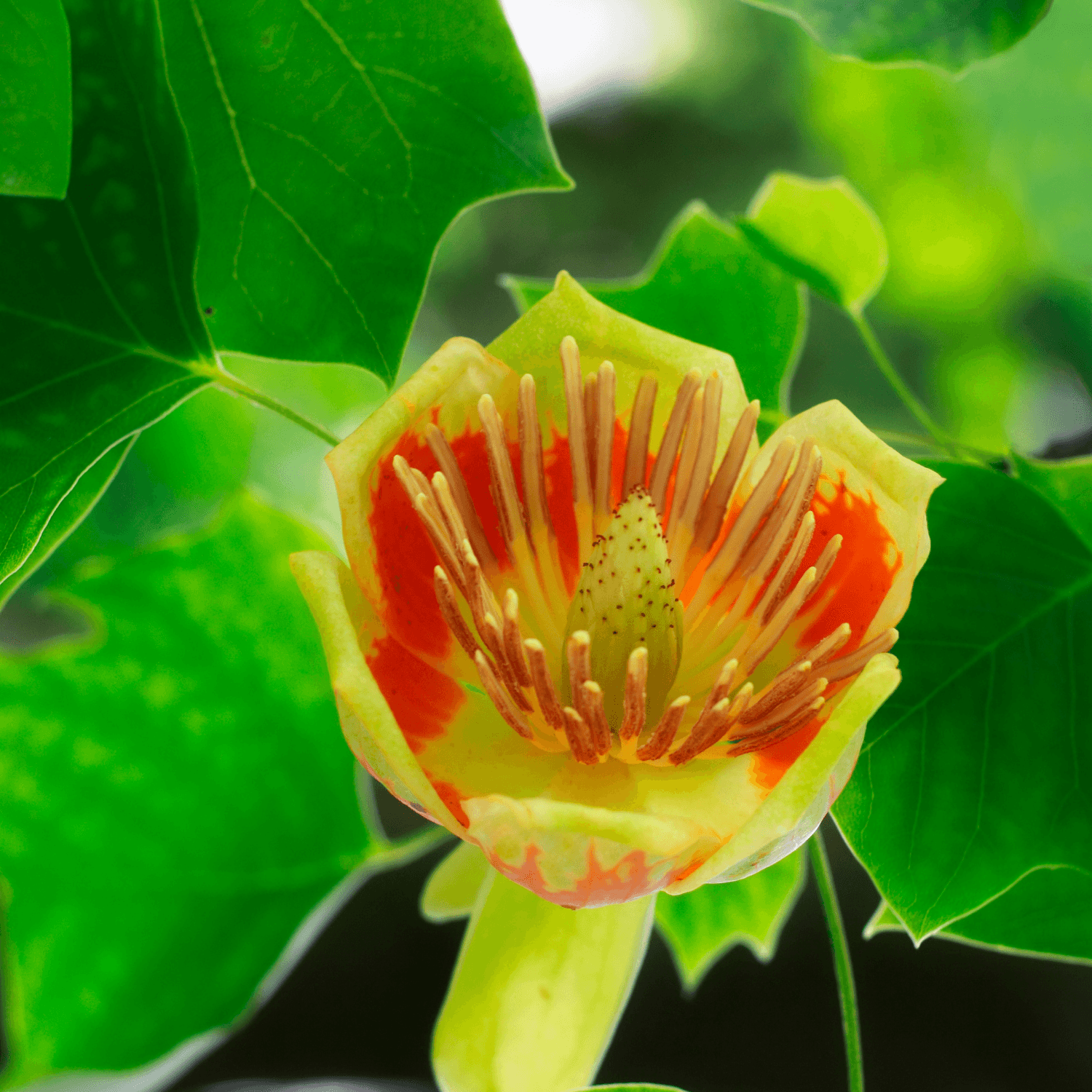 Tulipier de Virginie - Liriodendron tulipifera - FLEURANDIE