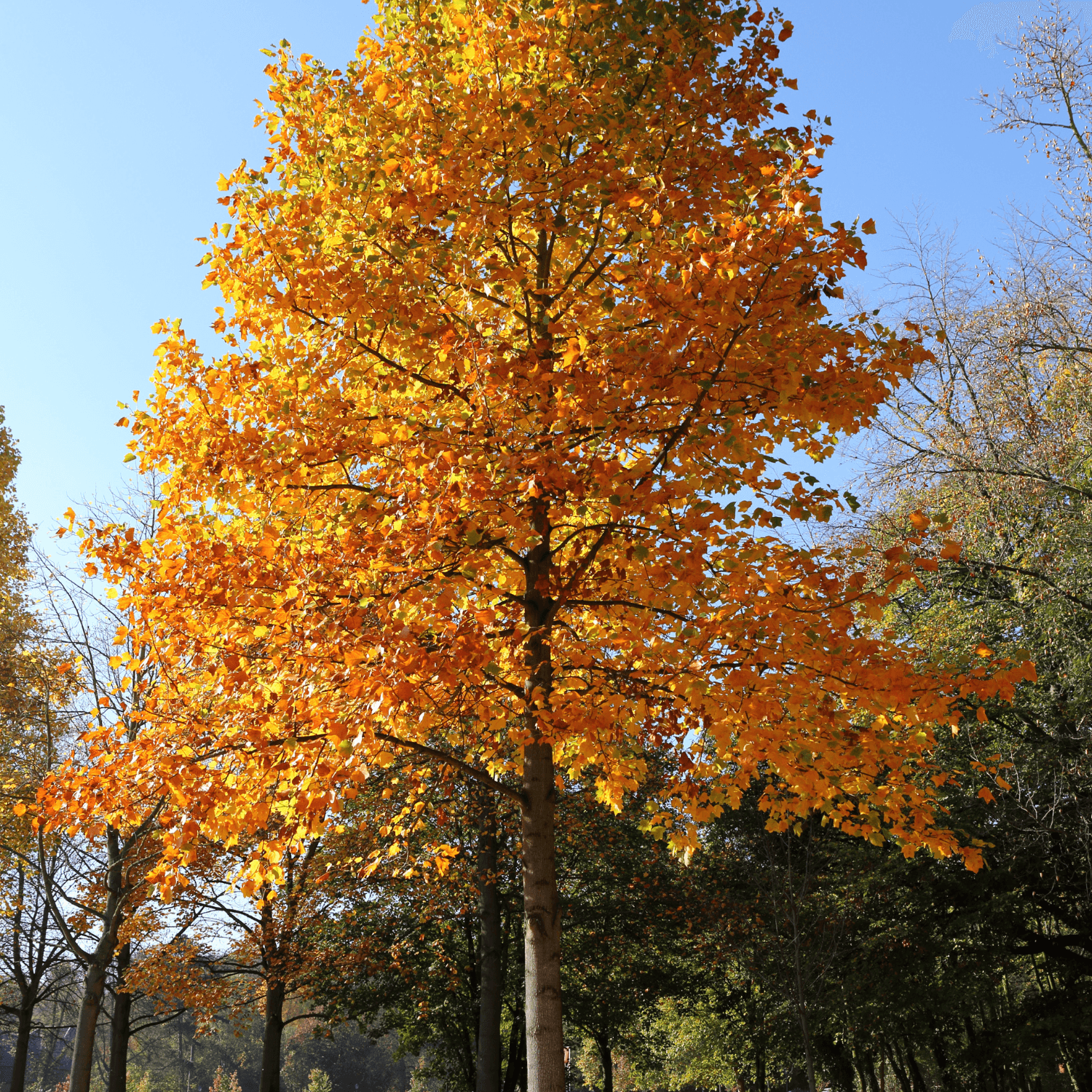 Tulipier de Virginie - Liriodendron tulipifera - FLEURANDIE