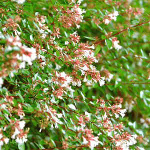 Abélia à grandes fleurs - Abelia grandiflora - FLEURANDIE